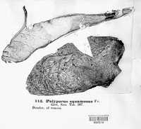 Polyporus squamosus image